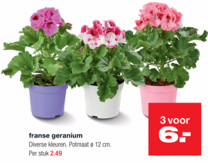 franse geranium