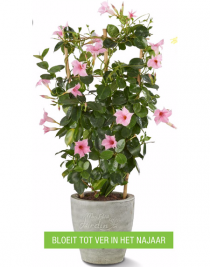 dipladenia sundaville