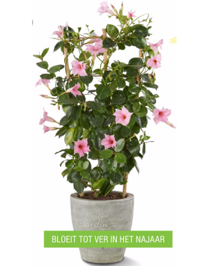 dipladenia sundaville