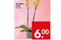 orchidee 2 tak