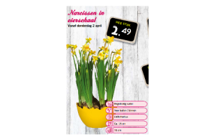 narcissen in eierschaal