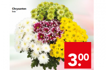 chrysanten