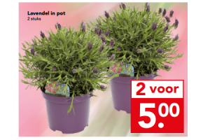 lavendel in pot