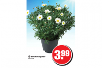 struikmargriet