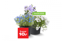 grote bloeiende vaste planten