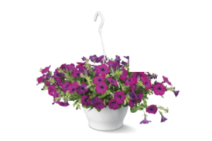 petunia in hangpot