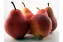 peren red bartlett