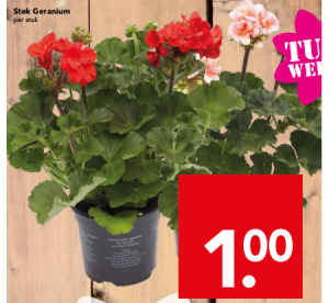 stek geranium