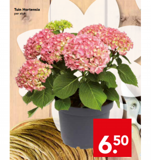 tuin hortensia