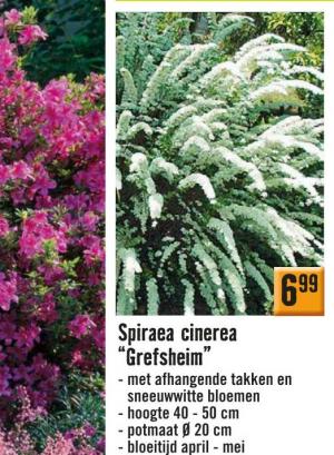 spiraea cinerea grefsheim