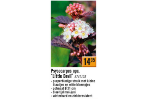 psysocarpus opu. little devil