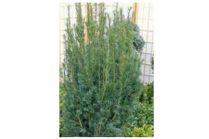 taxus baccata venijnboom