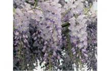 wisteria sinensis blauwe regen