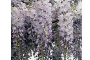 wisteria sinensis blauwe regen