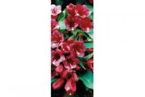 weigela bristol ruby