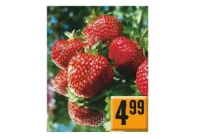 aardbeien in 6 pack