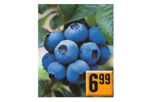 vaccinium corymbosum blauwe bes