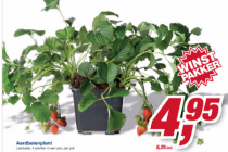 aardbeienplant