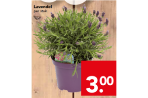 lavendel