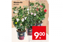 mandevilla