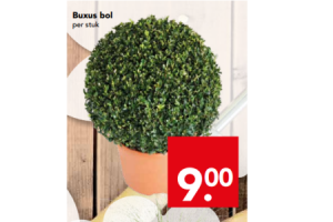 buxus bol