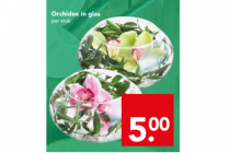 orchidee in glas