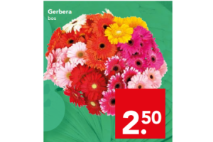 gerbera