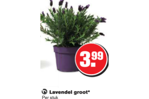 lavendel