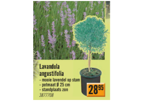 lavandula angustifolia