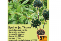 ligustrum jap. texanum