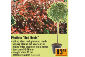 photinia red robin