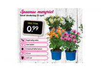 spaanse margriet