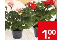 geranium stek