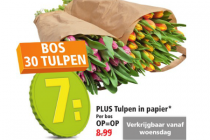 plus tulpen in papier