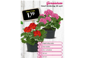 geranium