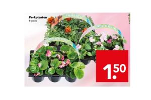 perkplanten