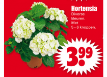 hortensia