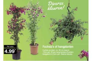 fuchsias of hangplanten