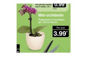 mini orchideeen