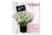 streukmargriet