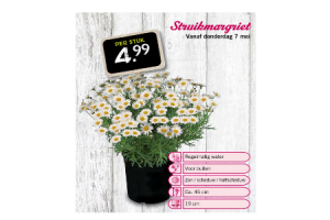 streukmargriet