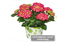 plus hortensia