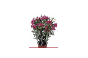 bloeiende oleander