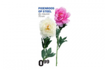 pioenroos op steel