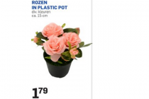 rozen in plastic pot