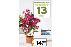 bougainvillea