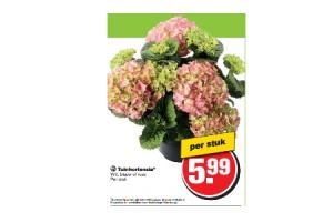 tuinhortensia