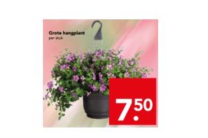 grote hangplant