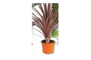 cordyline australis red star