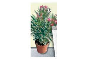 nerium oleander tricolour